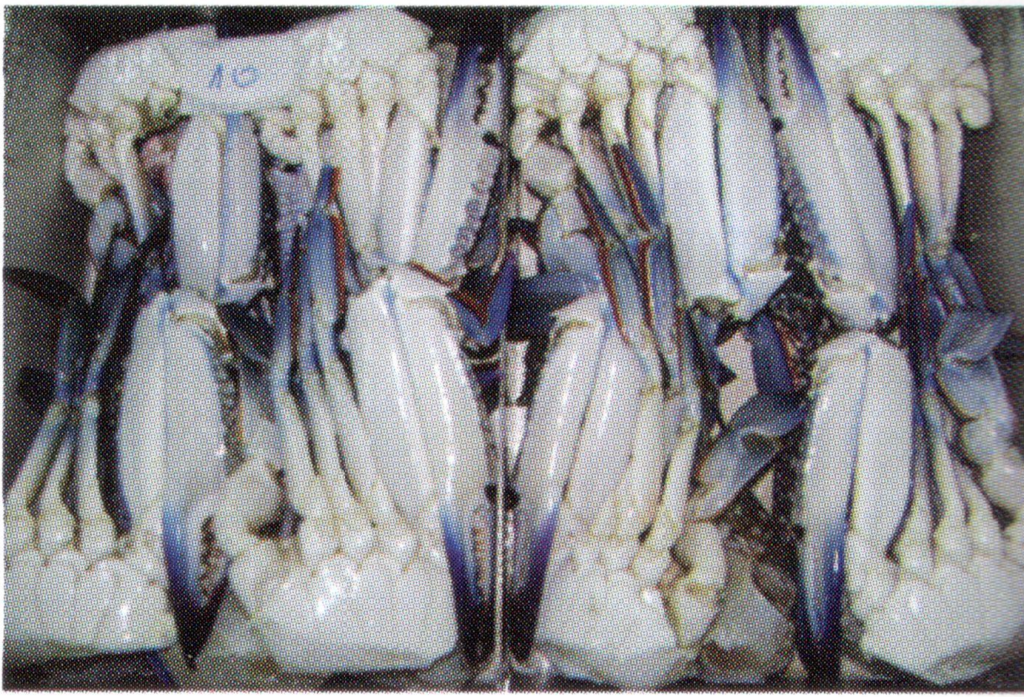 Frozen Raw Half-Cut Blue Swimmer Crabs