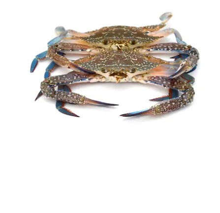 Blue Swimmer Crabs