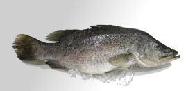 Whole Barramundi