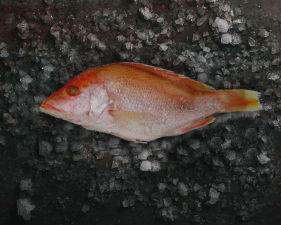 Whole Red Snapper